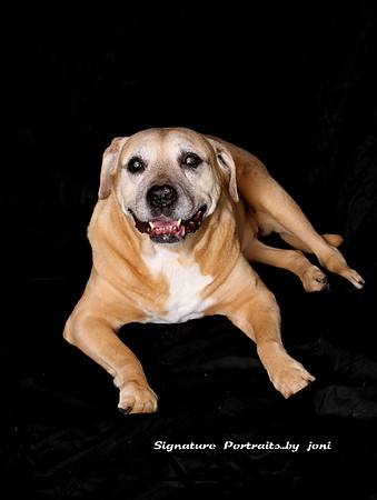 Man's Best Friend