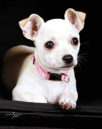 Puppy Love