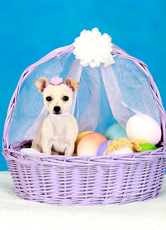 Easter Pup